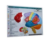 Brain Model & Puzzle - Anatomy and Functional Areas of the Brain