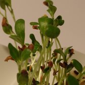Fenegriek kiemzaden biologisch (Trigonella foenum-graceum) 250 g