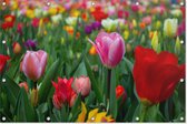 Tulpen | Holland |Keukenhof | Close-up | Natuur | Tuindoek | Tuindecoratie | 120CM x 80CM | Tuinposter