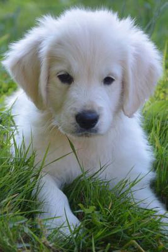 Super Cute Golden Retriever Puppy Dog Journal, Cs Creations