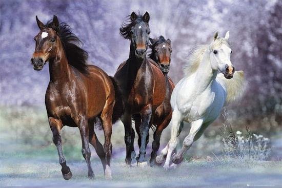 Wonderbaar bol.com | Poster rennende paarden 61 x 91,5 cm VH-53