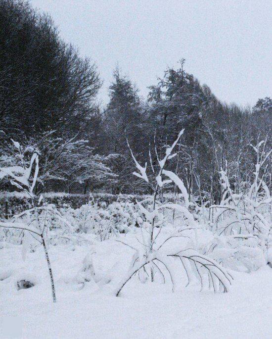 Een winterse scène met besneeuwde bomen en struiken.