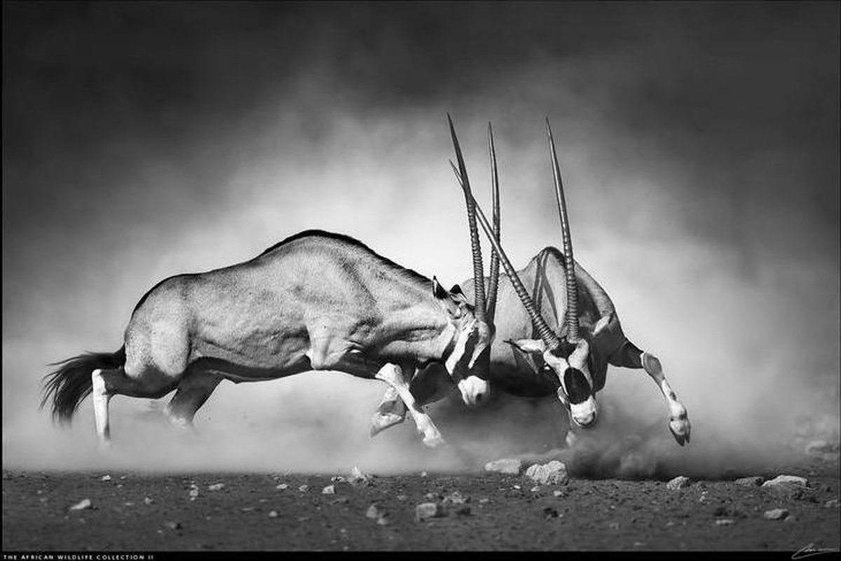 Luxe Wanddecoratie - plexiglas met dibond en aluminium ophangframe - The African Wildlife Collection