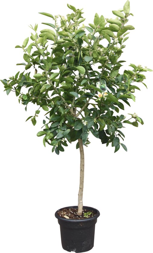 Limoenboom | Citrus latifolia - 20/30cm stamomtrek - Hoogte incl. pot Limoenboom | Citrus latifolia - 20/30cm stamomtrek - Hoogte incl. pot