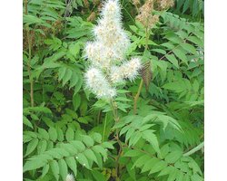 Sorbaria sorbifolia - Lijsterbesspirea 40-60 cm in pot