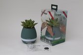 Plantiano mat turquoise met echeveria