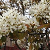 Amelanchier Lamarckii - Krenteboompje 60 - 80 cm in pot