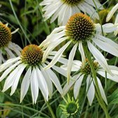 12 x Echinacea Purpurea White Swan - Witte Zonnehoed in 9x9cm pot met hoogte 5-10cm