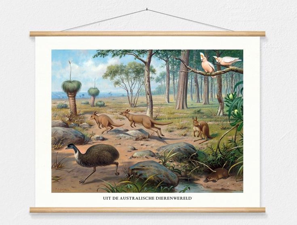 Schoolplaat 'Uit de Australische dierenwereld' van M.A. Koekkoek