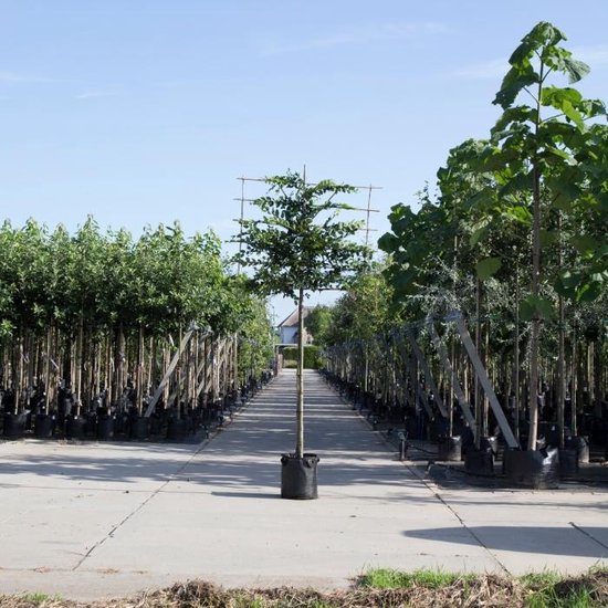 Foto: Bomenbezorgd nl leiboom haagbeuk 180 cm stamhoogte 8 12 cm stamomtrek carpinus betulus 