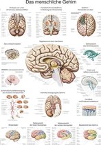 Het menselijk lichaam - anatomie poster hersenen (kunststof-folie, 70x100 cm)