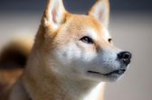 DP® Diamond Painting pakket volwassenen - Afbeelding: Hond Shiba Inu - 40 x 60 cm volledige bedekking, vierkante steentjes - 100% Nederlandse productie! - Cat.: Dieren - Honden