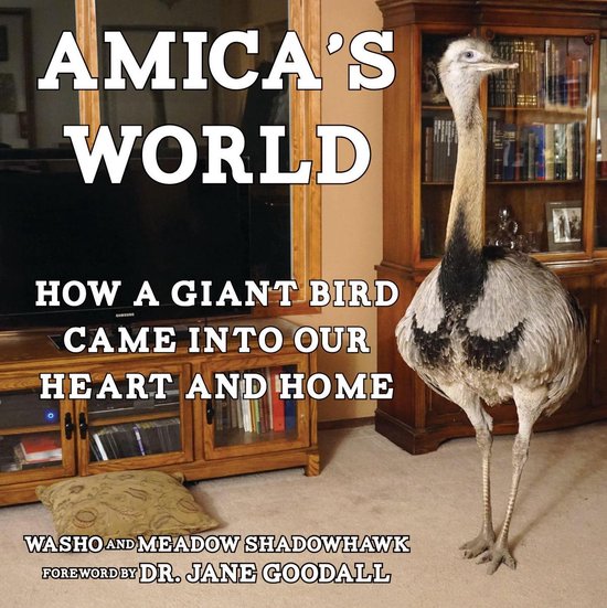 Amica's World - cover