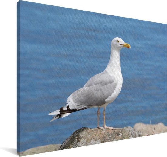 Un goéland argenté avec la mer en arrière-plan Toile 60x40 cm - Tirage photo sur toile (Décoration murale salon / chambre)