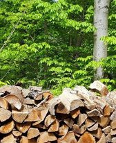 School Composition Book Springtime Woodpile