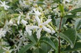 4 x Toscaanse jasmijn 'Trachelospermum Jasminoides' (wit) 50-60 cm