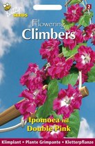 Buzzy  Flowering Climbers Ipomoea Bloemzaad - Dubbel Rose