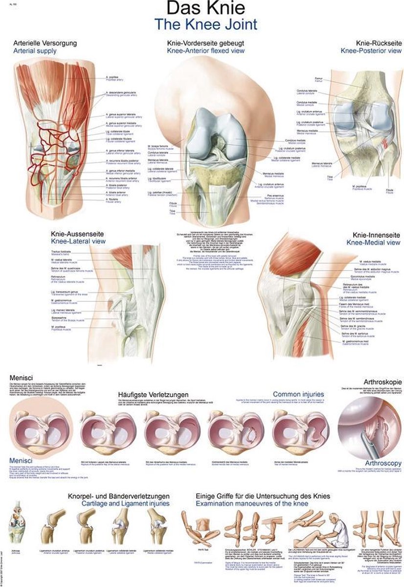 Erler-Zimmer Het menselijk lichaam - anatomie poster kniegewricht (kunststof-folie, 70x100 cm)