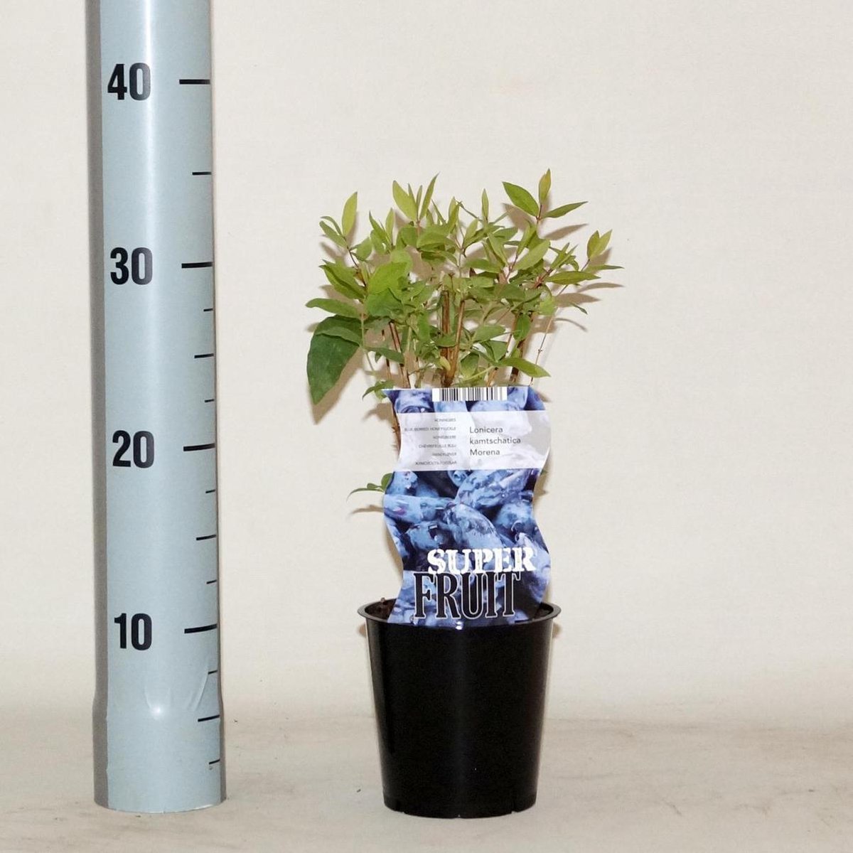 Lonicera kamtschatica Morena (1L) | bol