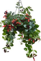 Aeschynanthus lipstick 'Mona Lisa' in hangpot! [Urban Jungle - Kamerplant - Hangplant - Trendy - Makkelijk - Easy plant]