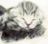 DP® Diamond Painting pakket volwassenen - Afbeelding: Tabby Kitten - 30 x 30 cm volledige bedekking, vierkante steentjes - 100% Nederlandse productie! - Cat.: Dieren - Katten