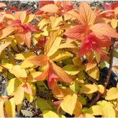 Spiraea japonica 'Goldflame' - Spierstruik - 25-30 cm in pot: Spierstruik met opvallende oranje naar geel verkleurende bladeren en roze bloemen.