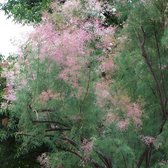 Tamarix ramosissima 'Pink Cascade' - Tamariks, 60-80 cm in pot: Fijnbladige struik met roze bloempluimen.