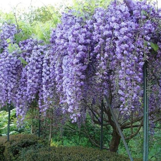 Klimplant Wisteria Floribunda Rosea Pluie Bleue