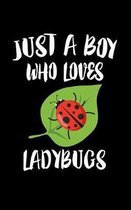 Just A Boy Who Loves Ladybugs