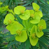 6 x Euphorbia Lathyris - Kruisbladwolfsmelk pot 9x9cm