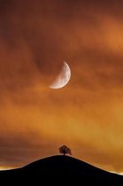 The Moon and a Lonely Tree Journal
