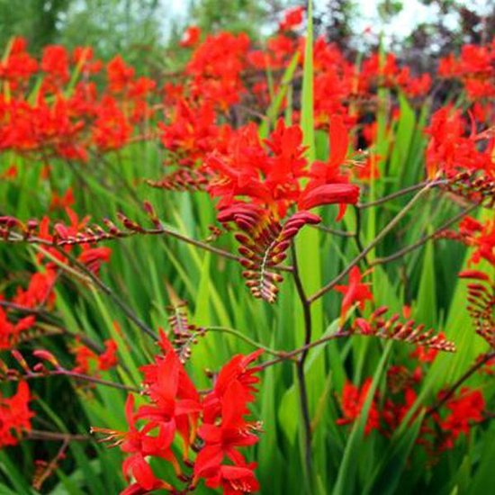 6 x Crocosmia Masoniorum - Montbretia pot 9x9cm