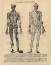 Spieren van den mensch, mooie vergrote reproductie van een oude anatomische plaat van de spieren uit ca 1910