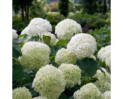4x Hydrangea arborescens 'Incrediball' (Strong Annabelle) - Hortensia witte bolbloem in 3 liter pot