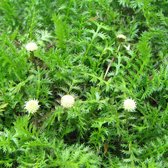 6 x Leptinella Squalida - Speldenkussenplant Pot 9x9 cm - Groen Gebladerde Bodembedekker