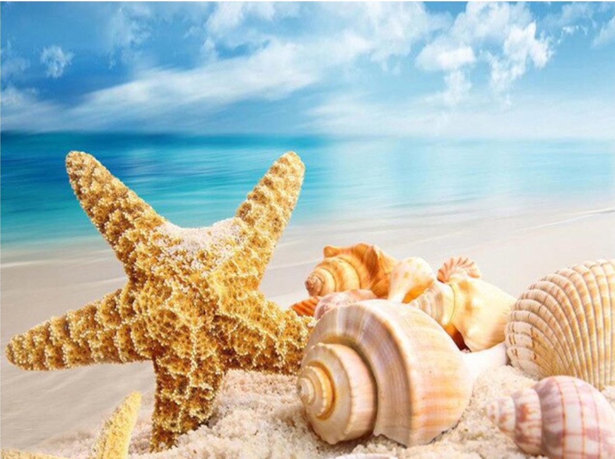 SEOS Shop ® Diamond Painting Schelpen strand zomer vakantie - Volwassenen - 50x40 cm - Vierkant