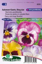 Sluis Garden - Viool Aalmeerse Reuzen (Viola)
