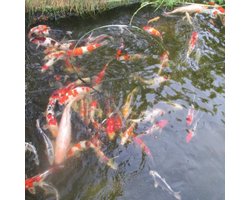 koivoer 4 kleuren 4,5 mm 12 kg