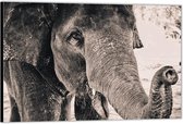Dibond – Close-up van een Olifant– 60x40 Foto op Aluminium (Wanddecoratie van metaal)