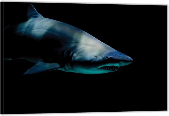 Dibond – Gevaarlijke Haai– 60x40 Foto op Aluminium (Wanddecoratie van metaal)