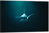 Dibond – Hamerhaai onder Water– 90x60 Foto op Aluminium (Wanddecoratie van metaal)
