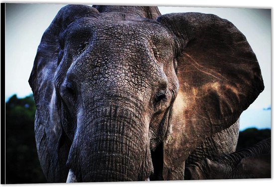 Dibond – Oude Olifant– 60x40 Foto op Aluminium (Wanddecoratie van metaal)