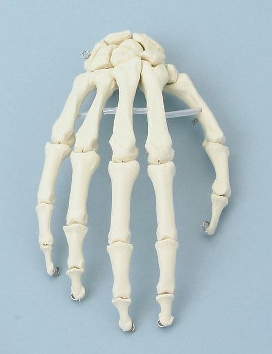 Hand anatomie model | bol.com