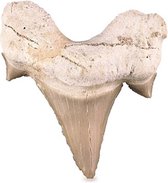 Fossiel Haaientand (3-5 cm)