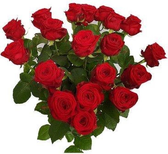 20 roses rouges hollandaises Red Naomi 60cm | bol.com