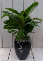 Calathea groen blad zwarte/antraciete hoge pot 50 cm