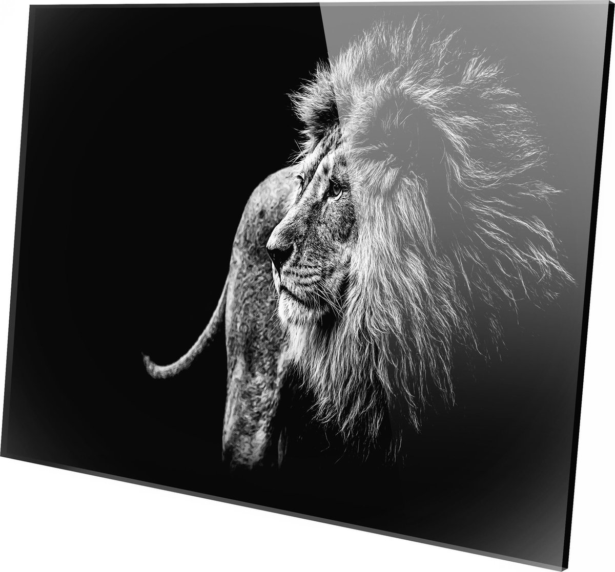Lion, noir et blanc, Photo sur plexiglas, Décoration murale, 60 cm x 40  cm, Peinture