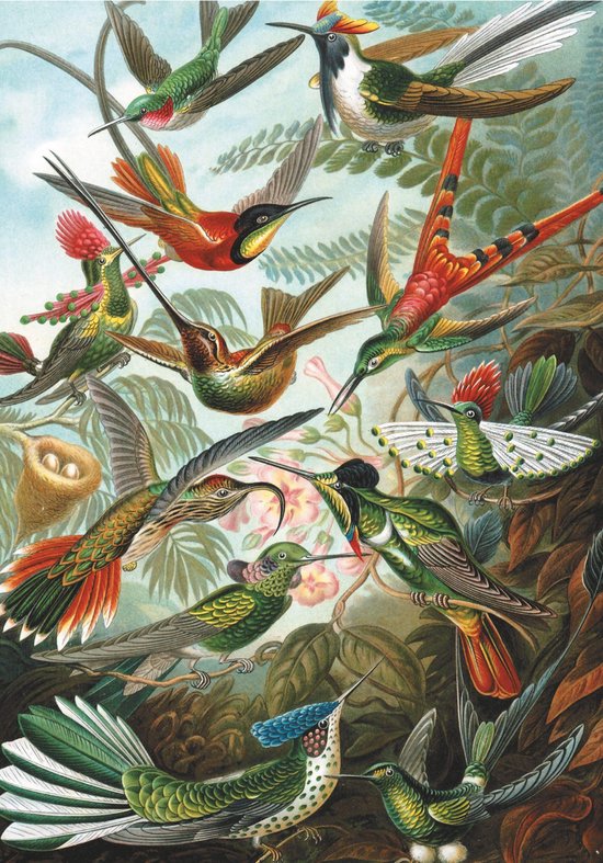 Piatnik kunst puzzel Ernst Haeckel - Hummingbirds (Kolibries) (1000  stukjes) | bol.com