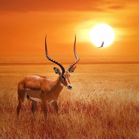 Schilderij - Antilope in Afrika , Oranje bruin , 3 maten , Wanddecoratie
