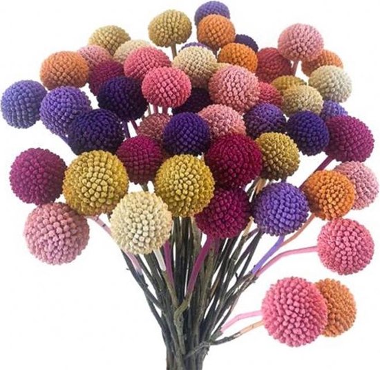 20 Pastel gekleurde Craspedia Mix Gedroogde bloemen. Droogbloemen. | bol.com